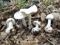 Amanita virosa-amf239-2